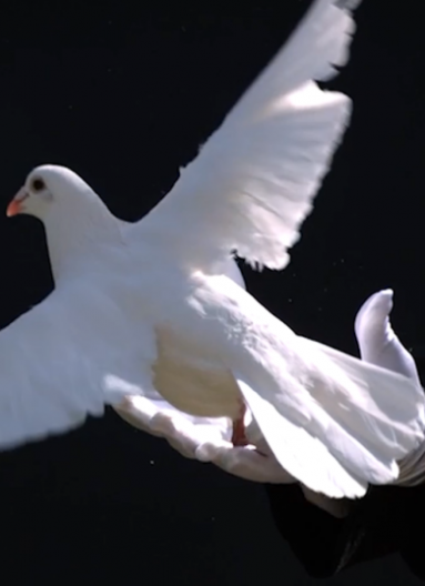 Голуби пам’яті